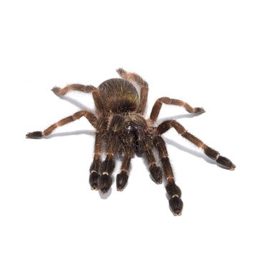 Costa Rican Orange Mouth Tarantula